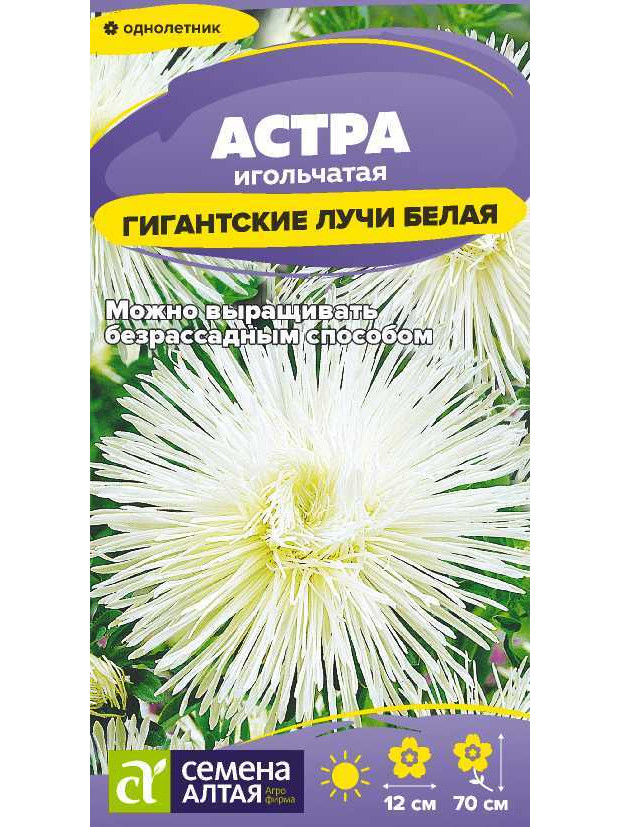 Астра Гигантские лучи Белая (СА) ц/п