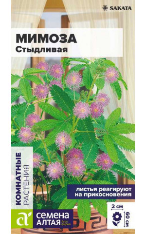 Мимоза Стыдливая (комн)(СА) ц/п