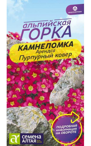 Камнеломка Пурпурный ковер Арендса(СА)ц/п