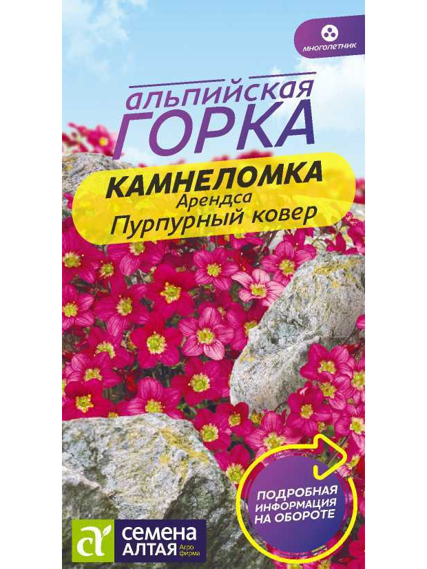 Камнеломка Пурпурный ковер Арендса(СА)ц/п