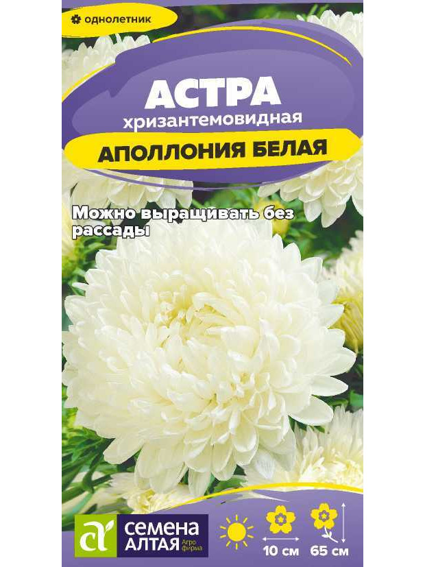 Астра Аполлония Белая(СА)ц/п