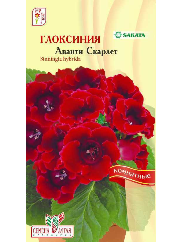 Глоксиния Аванти Скарлет F1 комн. (СА) ц/п