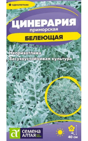 Цинерария Белеющая (СА) ц/п