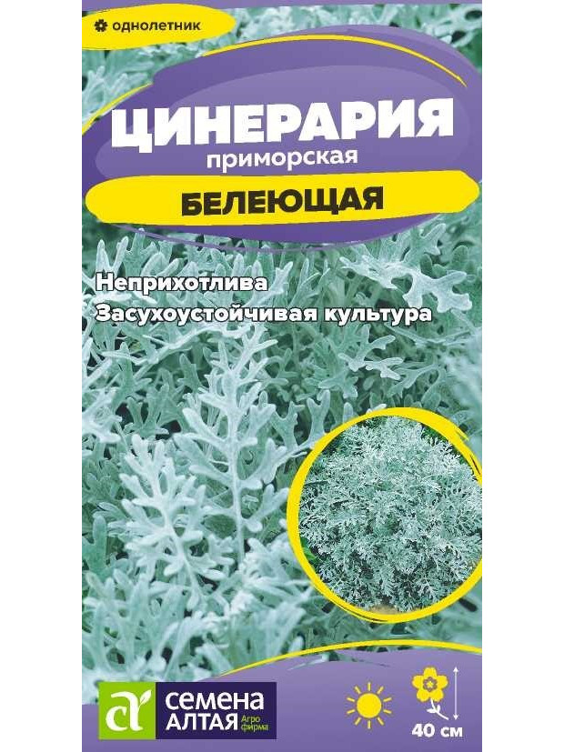 Цинерария Белеющая (СА) ц/п