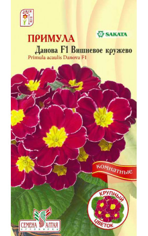 Примула Данова Вишневое кружево F1(комнат) (СА) цп
