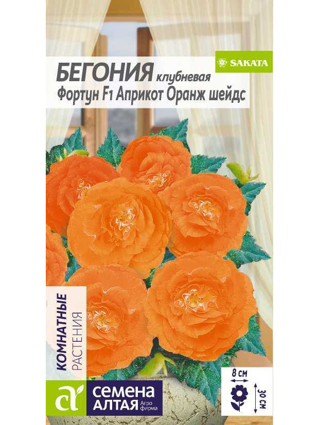 Бегония Фортун Априкот Оранж шейдс клуб (СА) цп