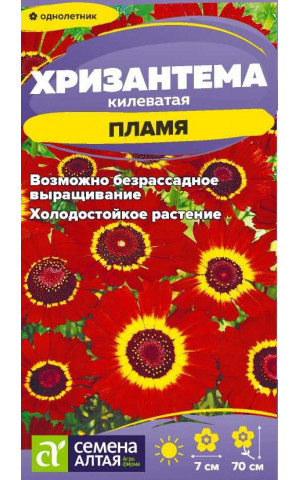 Хризантема Пламя килеватая (СА) ц/п