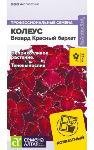 Колеус Визард Красный бархат (СА) ц/п