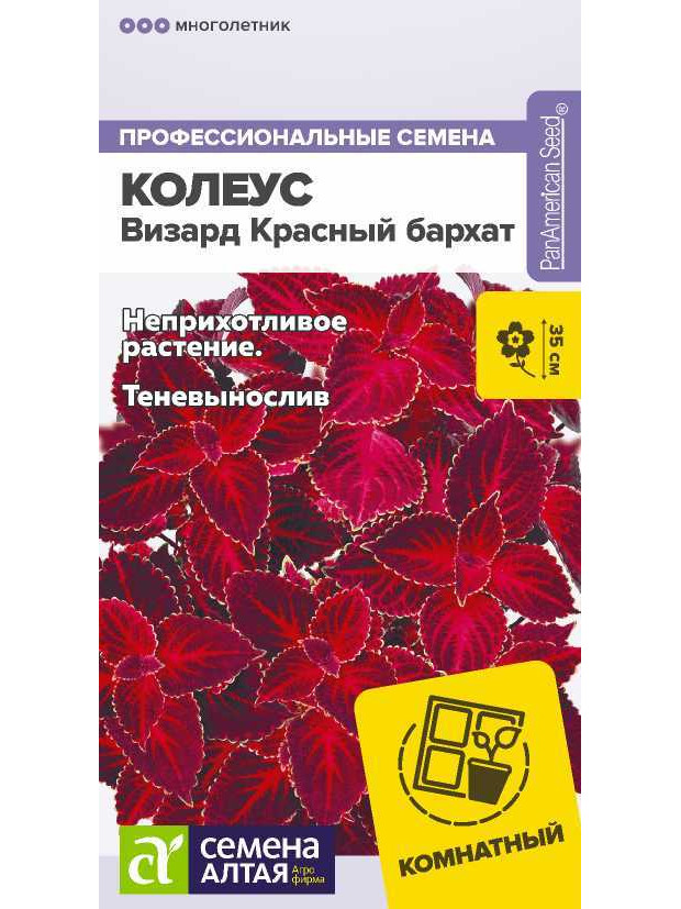 Колеус Визард Красный бархат (СА) ц/п
