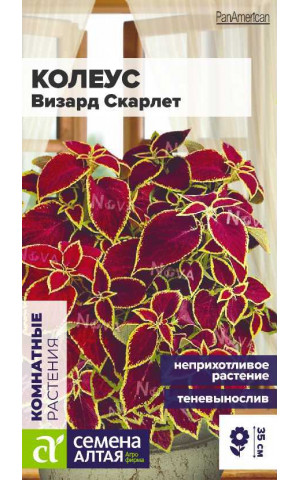 Колеус Визард Скарлет (СА) ц/п