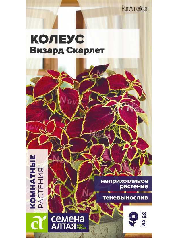 Колеус Визард Скарлет (СА) ц/п