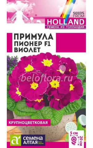 Примула Пионер Виолет (СА) цп