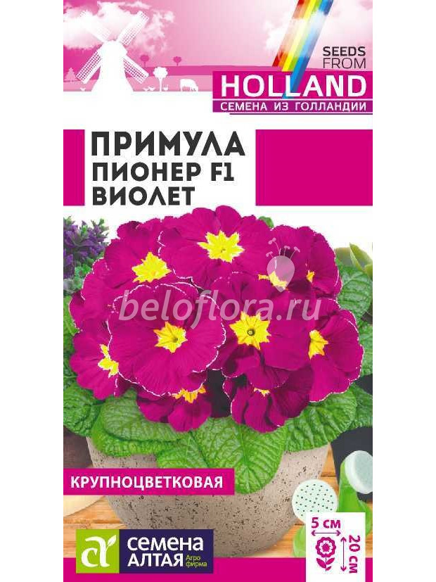 Примула Пионер Виолет (СА) цп