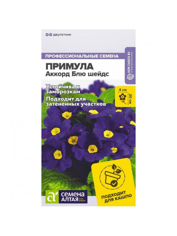 Примула Аккорд Блю шейдс (СА) цп