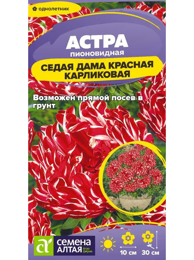 Астра Седая Дама Красная КАРЛИК (СА) цп