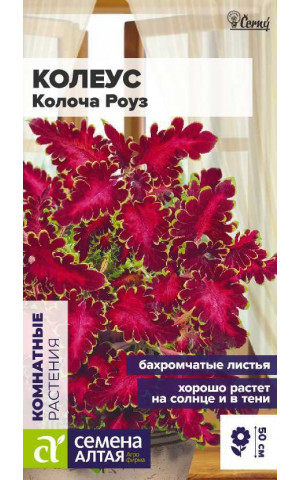 Колеус Колоча Роуз (СА) цп