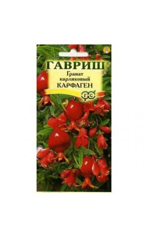 Гранат Карфаген карликовый (Гавриш) цп