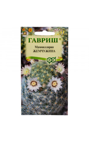 Кактусы Маммиллярия шейдвел. Жемчужина (Гавриш)