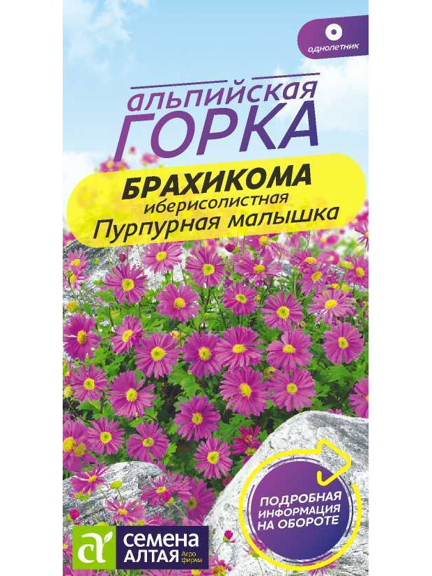 Брахикома Пурпурная малышка (СА) цп