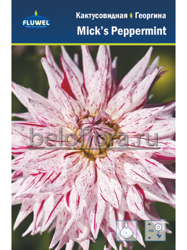 Георгина Mick's Peppermint  декорат./1