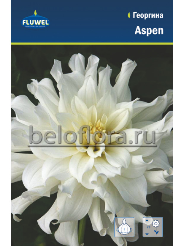 Георгина Aspen /1