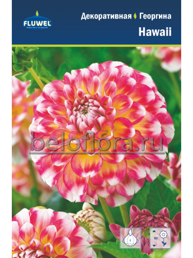 Георгина Hawaii декорат. /1