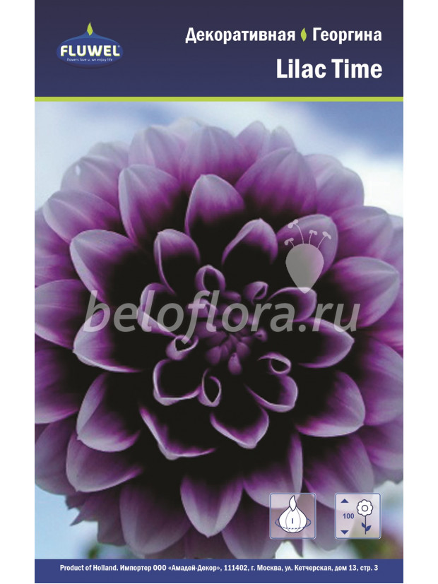 Георгина Lilac Time/1