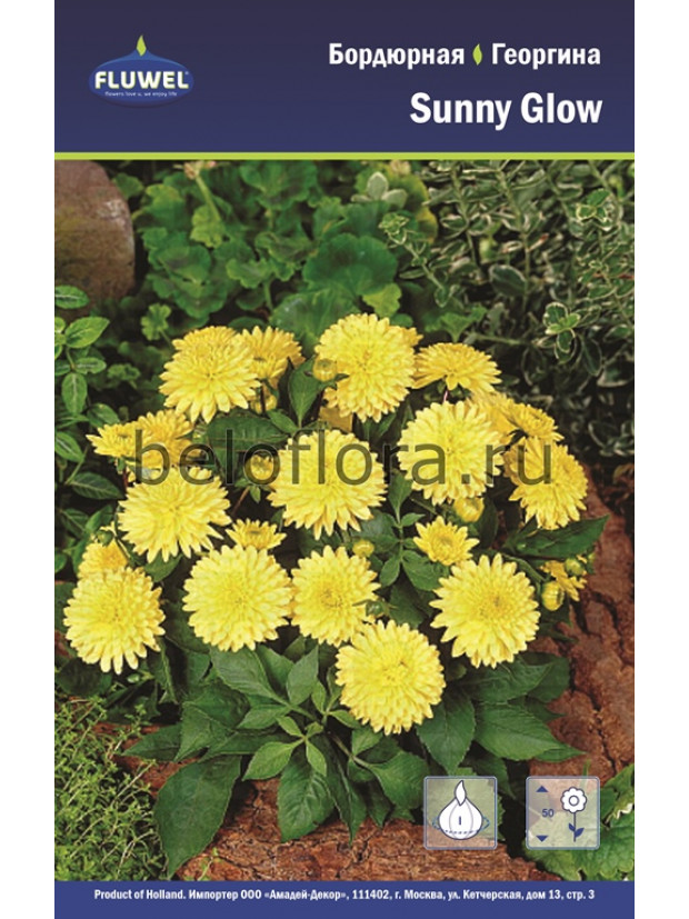Георгина Sunny Glow /1