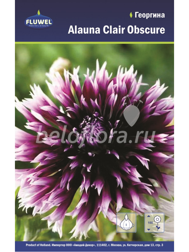 Георгина Alauna Clair Obscure/1