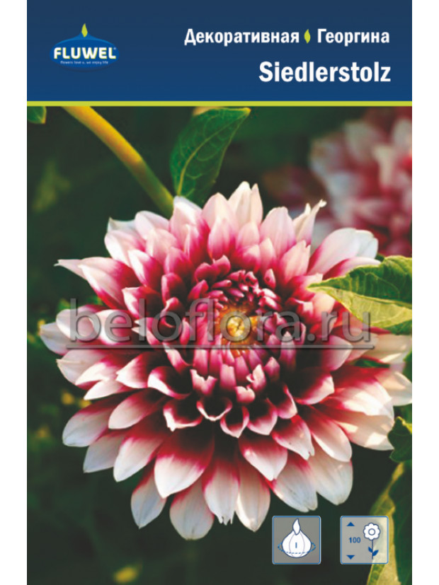 Георгина Siedlerstolz декорат. /1