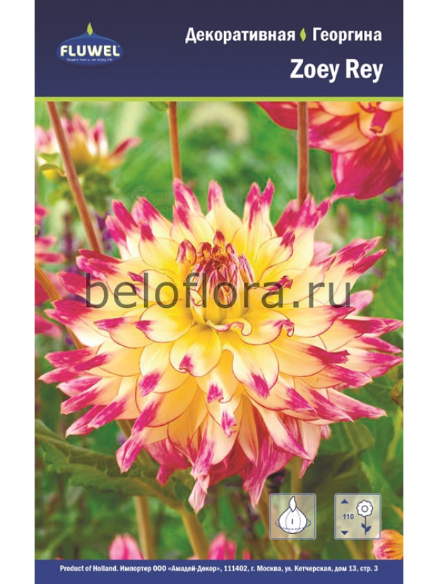Георгина Zoey Rey /1