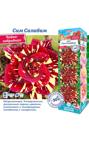 Роза Сим Салабим (Чайно-гибридная) (Сибсад)