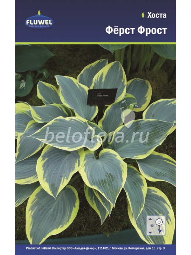 Хоста Фёрст Фрост /1
