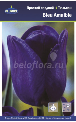 Тюльпан Bleu Amaible 11/12 /7