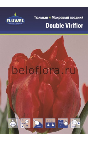 Тюльпан double viriflor 11/12 /7
