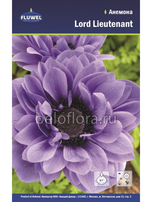 Анемона Lord Lieutenant 5/6 (махр) /15