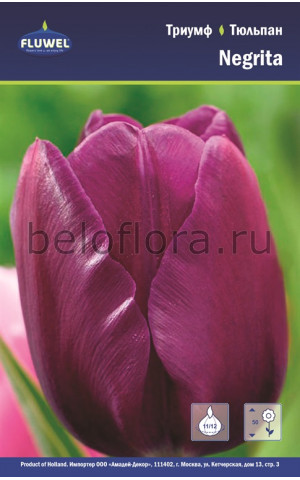 Тюльпан Negrita триумф 11/12 /5