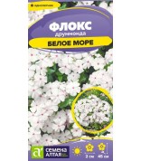 Флокс Белое Море Друммонда (СА) ц/п