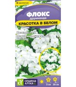 Флокс Красотка в белом друммонда (СА) ц/п
