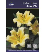 Лилия Conca d'Or ОТ 12/14 /5