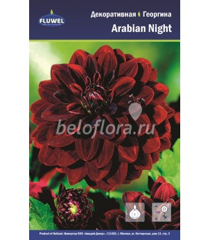 Георгина Arabian Night /1
