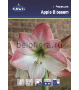 Амариллис Apple Blossom (26/28) /1
