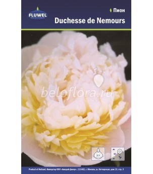 Пион Duchesse de Nemours /1