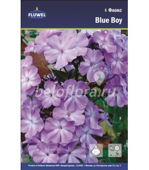 Флокс Blue Boy /2