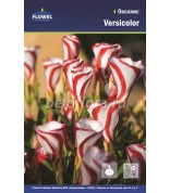Оксалис Versicolor I /5