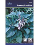 Хоста Bressingham Blue /1