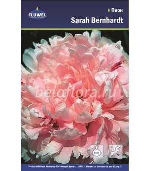 Пион Sarah Bernhardt /1
