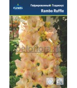 Гладиолус rambo ruffle 10/12 /7
