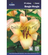 Лилия Boogie Woogie ОТ-гибрид 12/14 /3
