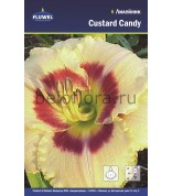 Лилейник Custard Candy /1